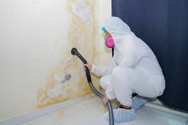 Best Industrial Mold Remediation in USA